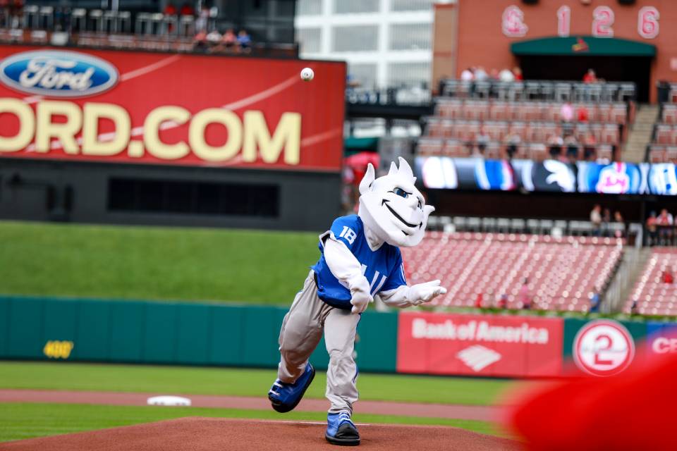 The SLU Billiken throws out the first pitch at Busch Stadium