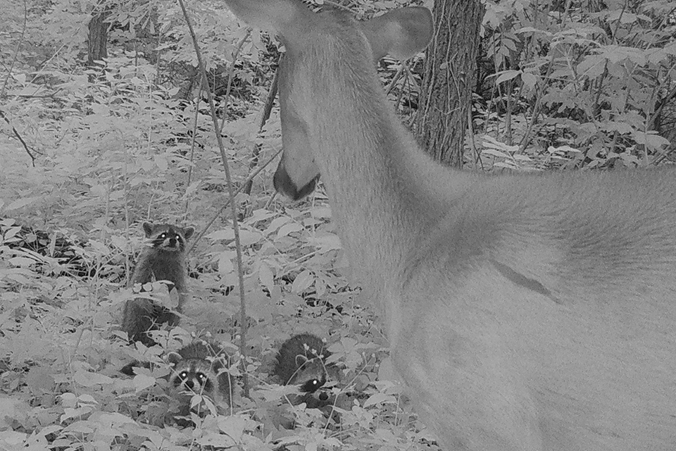A black-and-white trail cam image shows three raccoons looking at a white-tailed deer in Forest Park. A black-and-white trail cam image shows three raccoons looking at a white-tailed deer in Forest Park.