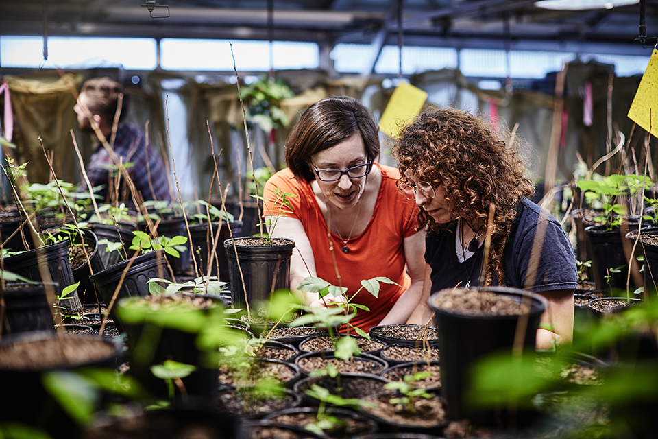 Researchers in the Fowler-Finn Lab examine a plant in a SLU greenhouse.