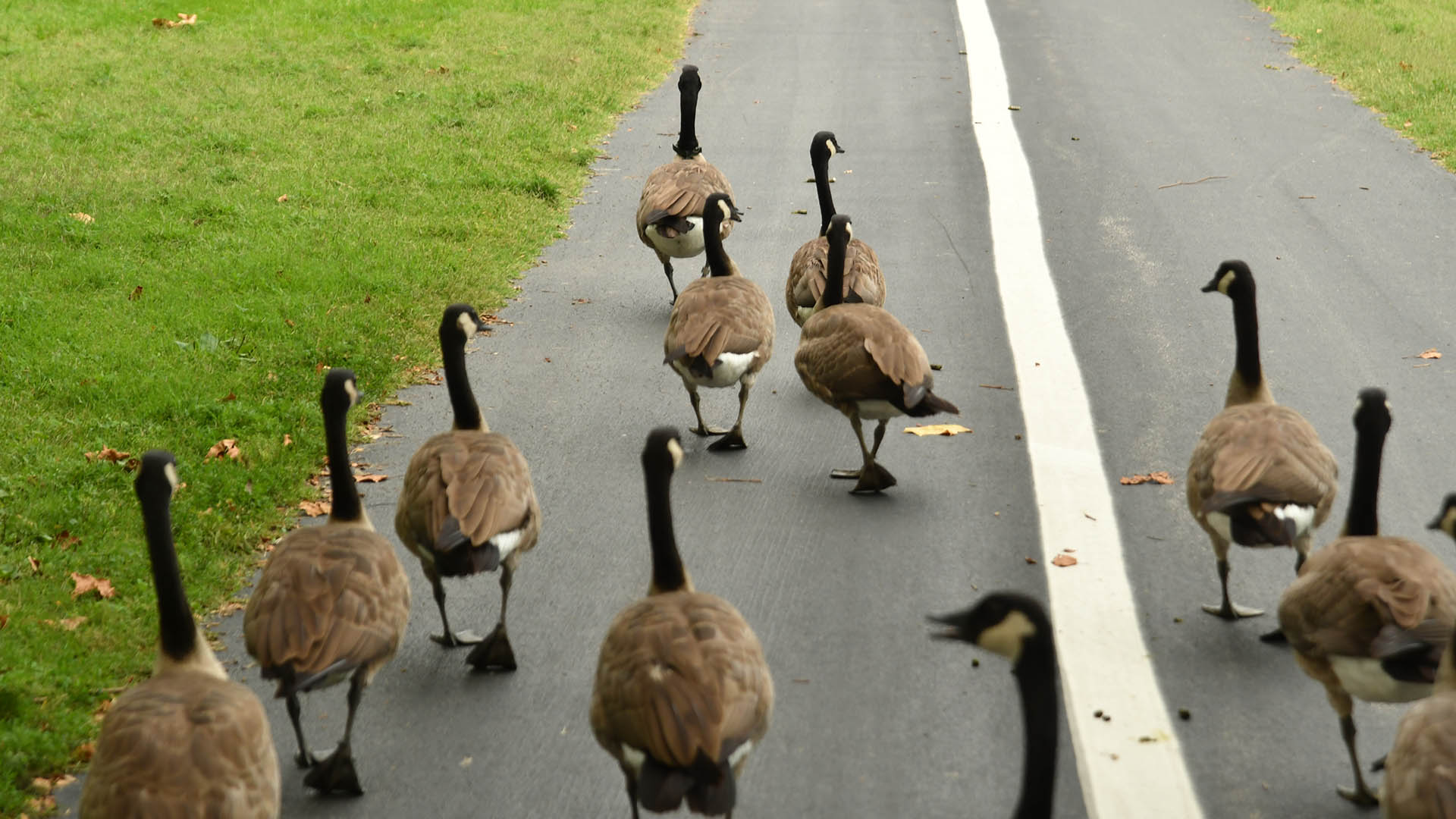 Geese in Forest Park